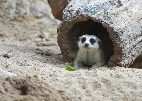 木のトンネル内 meercat — ストック写真
