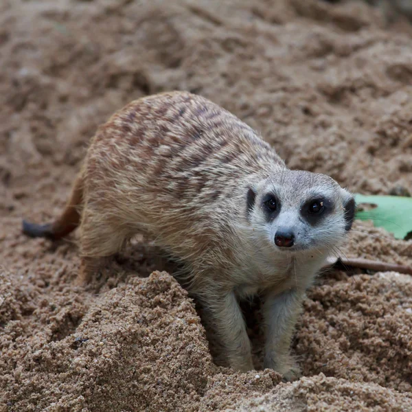 Meercat 的肖像 — 图库照片