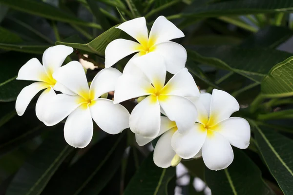 Белые цветы франджипани — стоковое фото