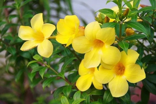 Allamanda tai kultainen trumpetti, kaunis keltainen kukka. Kultainen trumpetti Vine — kuvapankkivalokuva