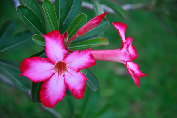 Rosa do deserto — Fotografia de Stock