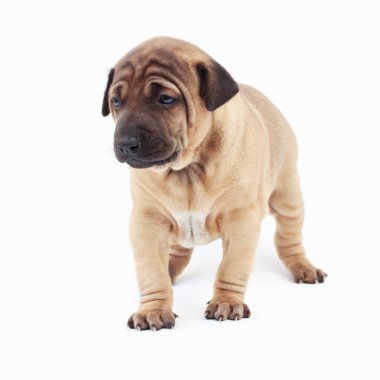 beyaz zemin üzerinde köpek yavrusu