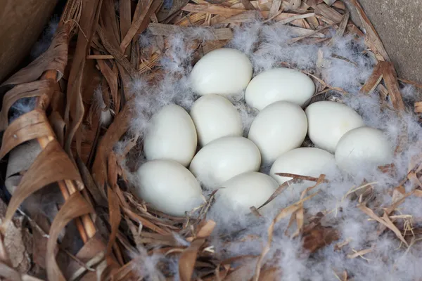 Macro shoot of eggs at hay nest in chicken farm — Stock Photo, Image