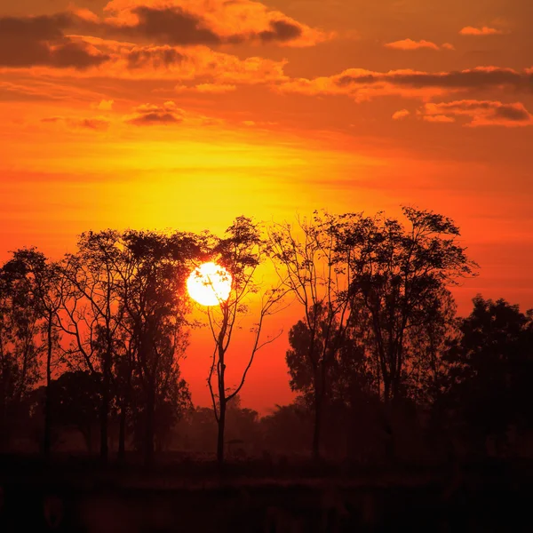 Nascer do sol com árvores mortas na Tailândia — Fotografia de Stock