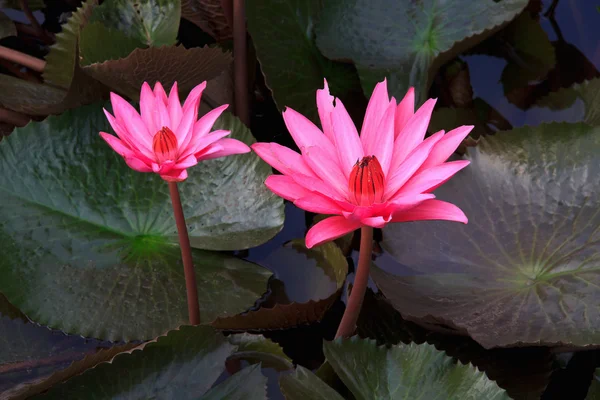 Pink Lotus flower beautiful lotus. — Stock Photo, Image