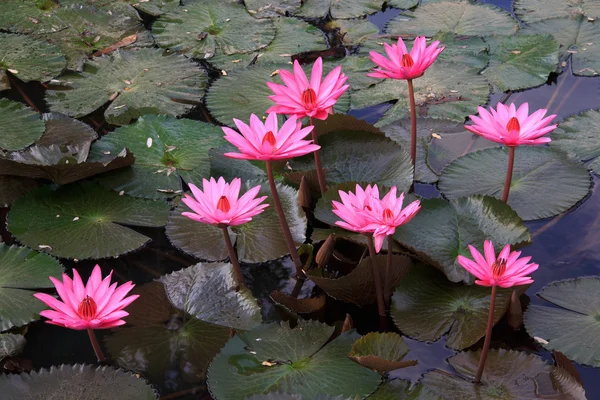 Pink Lotus flower beautiful lotus. — Stock Photo, Image