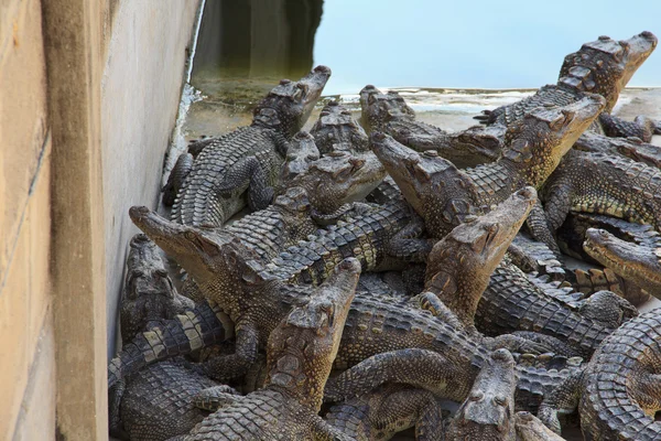 Kleine Krokodile im Teich. — Stockfoto