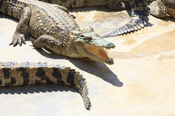 Coccodrillo grande — Foto Stock