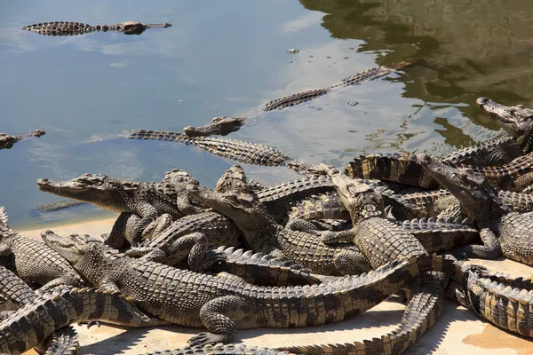 Krokodillen zijn tussen land en water — Stockfoto