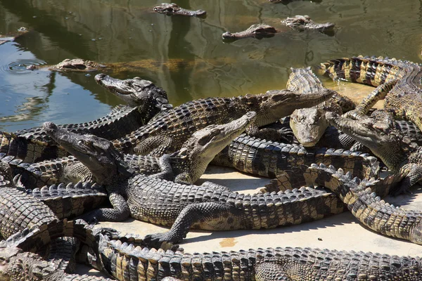 Krokodile sind zwischen Land und Wasser — Stockfoto