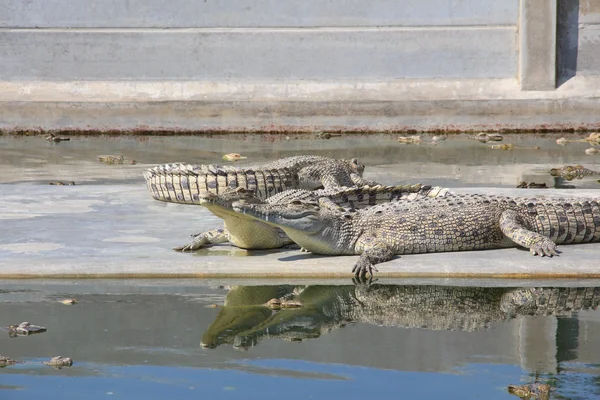 Duży krokodyl w zoo — Zdjęcie stockowe