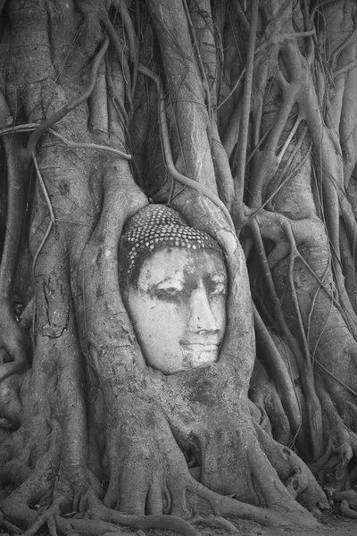 Kopf des Sandstein-Buddhas in den Baumwurzeln am wat mahathat, ayut — Stockfoto