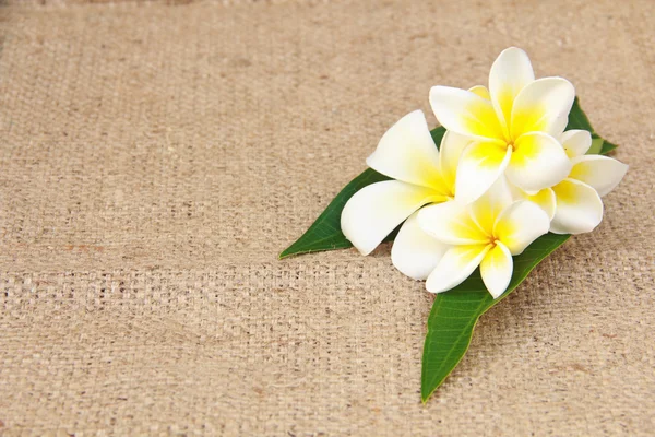 Valkoinen plumeria kukka säkki kuvio — kuvapankkivalokuva