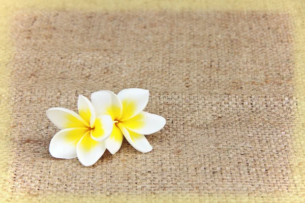 White plumeria flower on sack Pattern — Stock Photo, Image