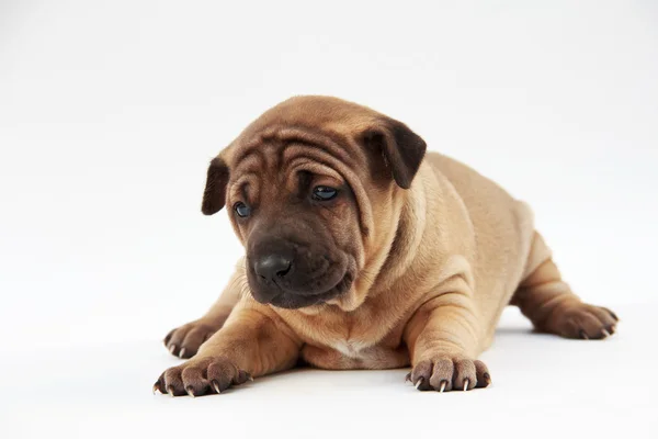 Puppy op witte achtergrond — Stockfoto