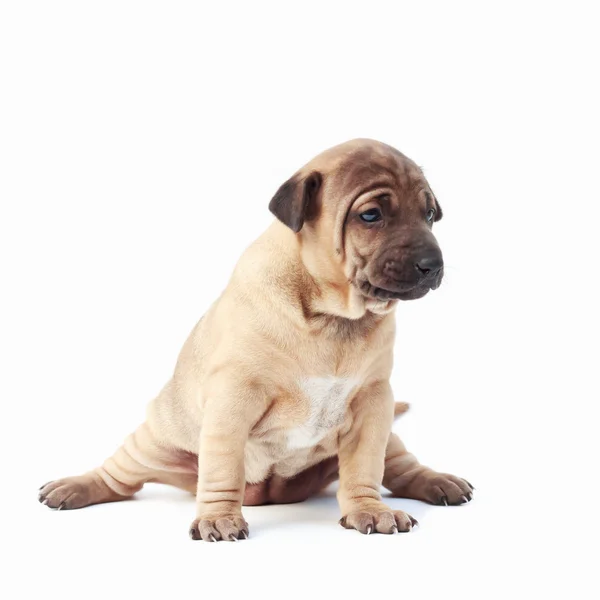 Puppy op witte achtergrond — Stockfoto