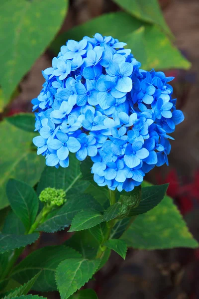 HORTENSIA grubu, ortanca (hydrangea macrophylla (lanatus.) ser.) — Stok fotoğraf