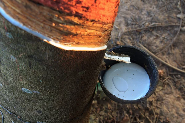 The rubber that come out from tree call Hevea Brasiliensis — Stock Photo, Image