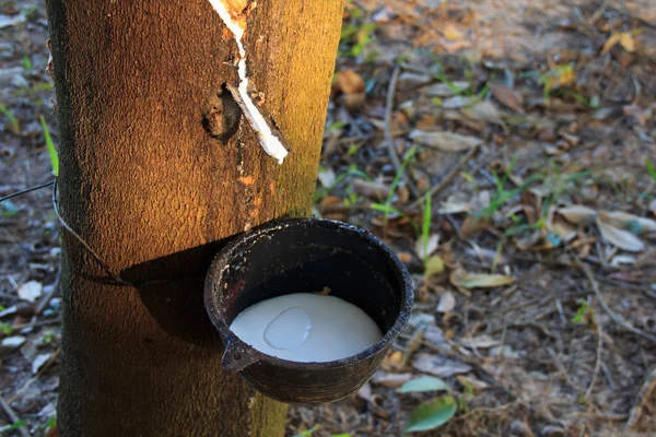 The rubber that come out from tree call Hevea Brasiliensis — Stock Photo, Image