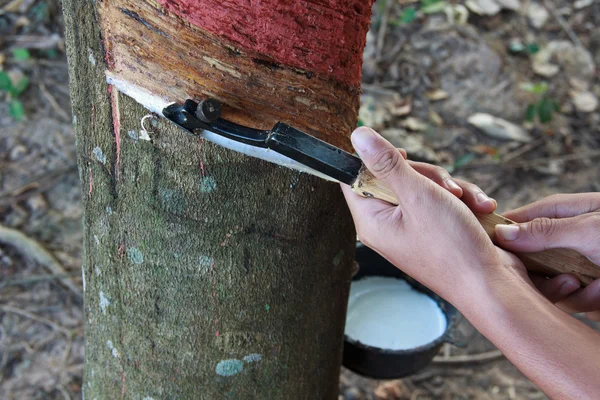 La goma que sale del árbol llamada Hevea Brasiliensis — Foto de Stock