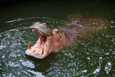 Su aygırı (su aygırı amphibius)