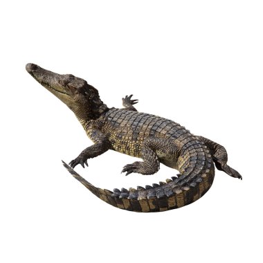 Timsah beyaz background.clipping yolu üzerinde.