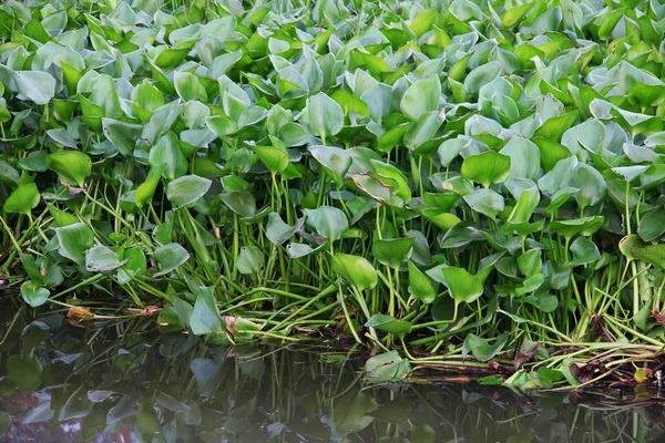 Весенний зеленый, свежий и жизнеспособный, водяной гиацинт — стоковое фото