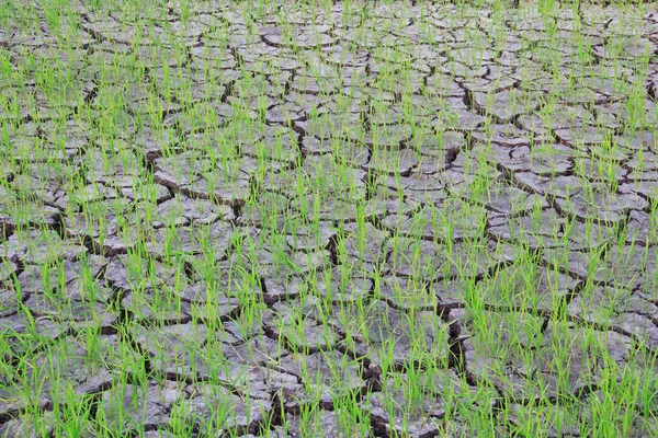 Planta de arroz en granja de arroz en suelo de grieta — Foto de Stock