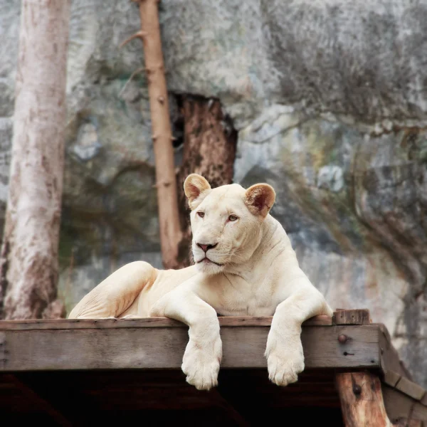 White Lion — Stock Photo, Image