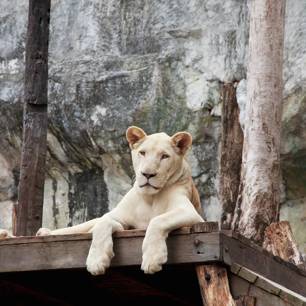 White Lion — Stock Photo, Image