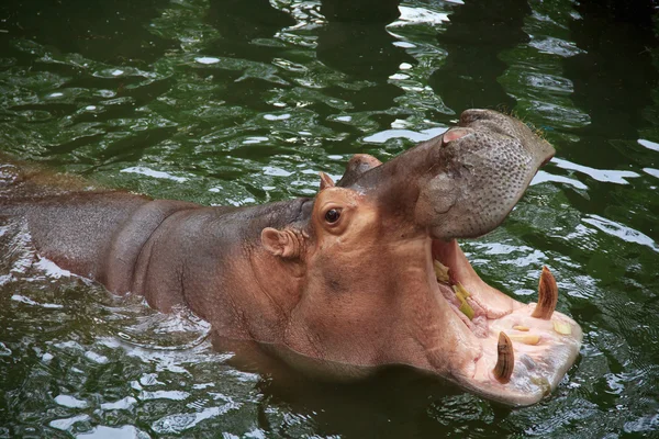 Hipopótamo mostrando mandíbula y dientes enormes — Foto de Stock