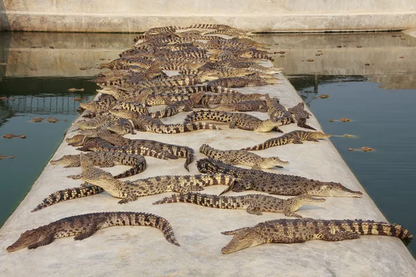 Crocodilo grande no zoológico — Fotografia de Stock