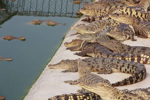 Krokodyl w stawie akwakultury — Zdjęcie stockowe