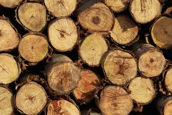 Background of dry teak logs stacked up on top of each other in a — Stock Photo, Image