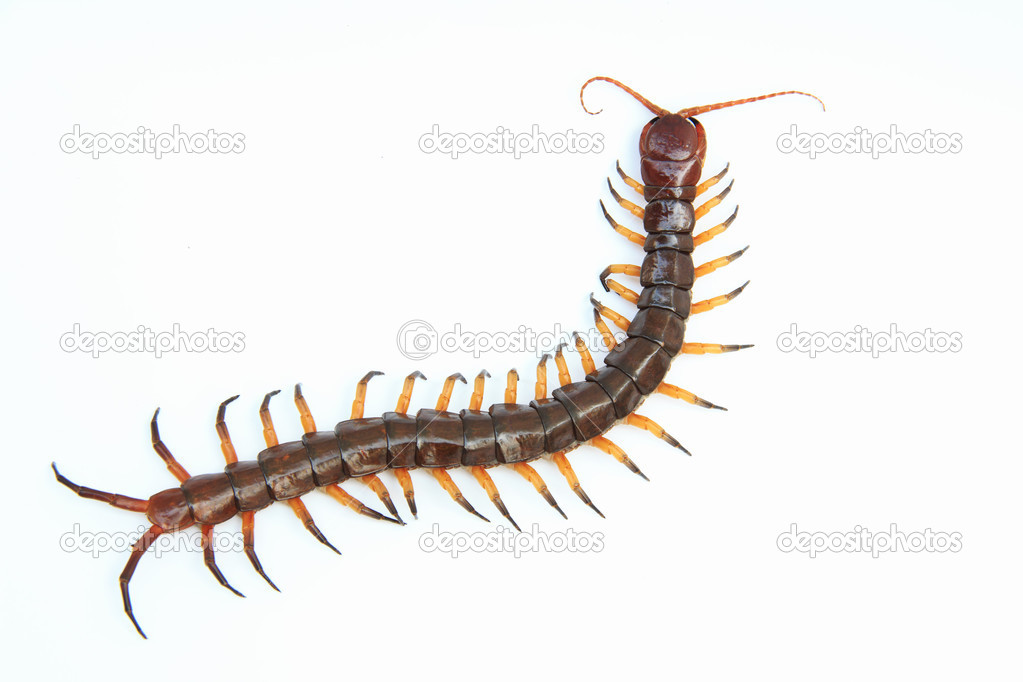 Centipede — Stock Photo © bunroong 44722693