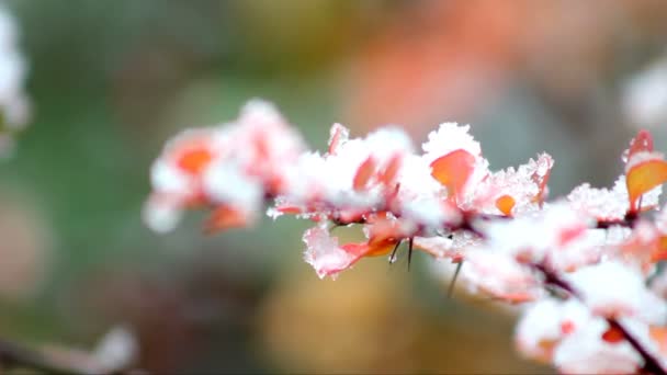 Ramo di crespino in inverno, primo respiro d'inverno — Video Stock