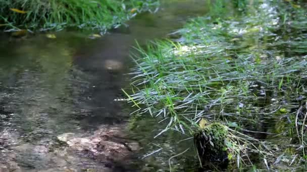 Поток в лесу и зеленые растения, растения в ручье, ручей, ручей — стоковое видео