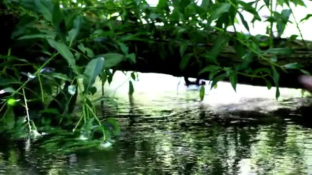 Stream i skog och gröna växter, växter i ström, creek, bäck — Stockvideo