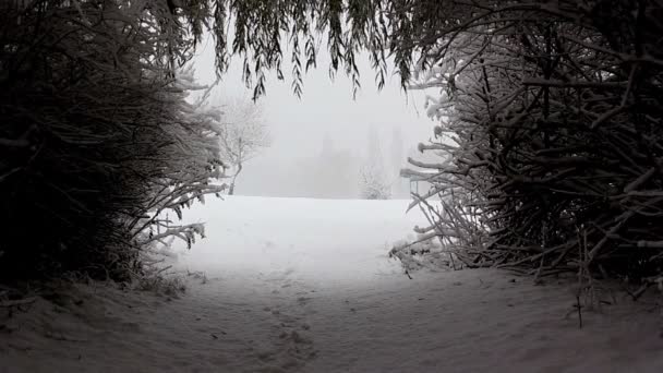 冬季景观，在公园里，在树林里的雪场降雪 — 图库视频影像