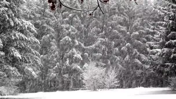 Paisagem de inverno, nevasca no parque, neve na floresta — Vídeo de Stock