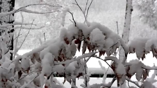 Vinterlandskap, snöfall i parken, snö i skogen — Stockvideo