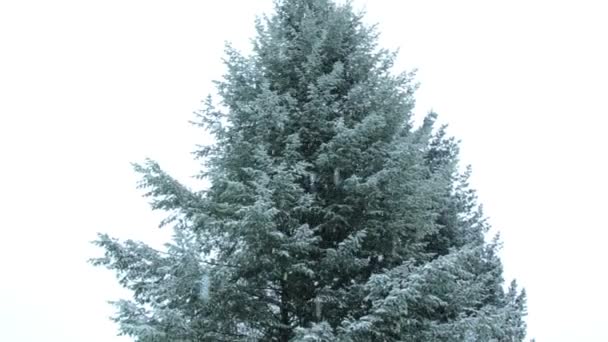 Paesaggio invernale, nevicate nel parco, neve nel bosco — Video Stock