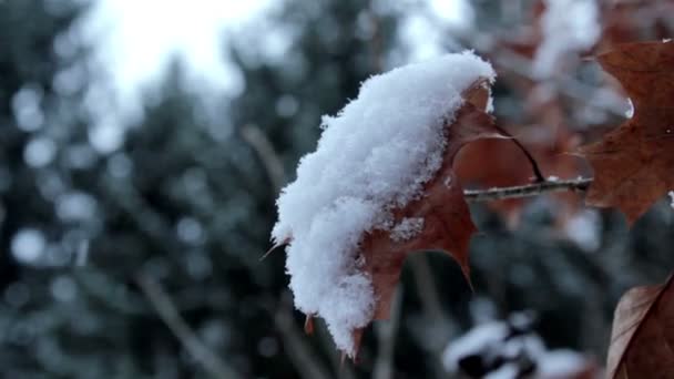 Paisaje invernal, nevadas en el parque, nieve en el bosque — Vídeos de Stock