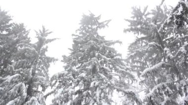 зимовий пейзаж, снігопад в парку, снігу в лісі