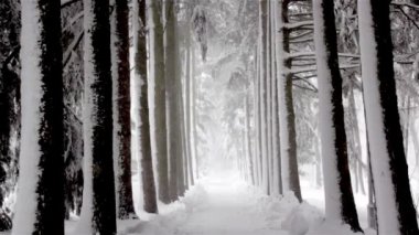 зимовий пейзаж, снігопад в парку, снігу в лісі