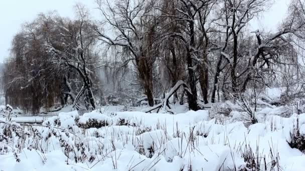 Paisaje invernal, nevadas en el parque, nieve en el bosque — Vídeo de stock