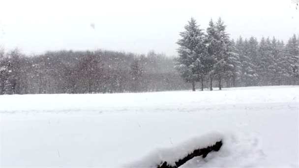 冬季景观，在公园里，在树林里的雪场降雪 — 图库视频影像