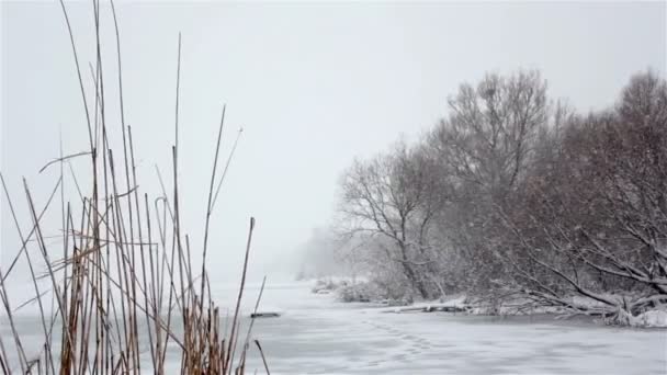 Paisagem de inverno, nevasca no parque, neve na floresta — Vídeo de Stock