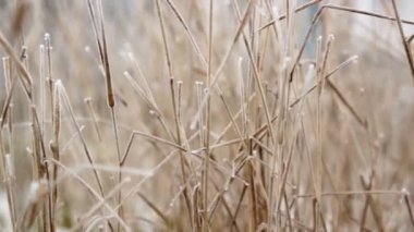 hoarfrost dal ve çim, Frost'un üzerinde bir çam dalı