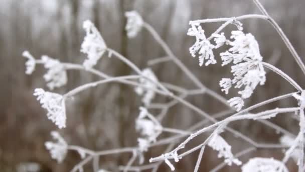 Rimfrosten på en gren och på gräset, frost på grenen av en tall — Stockvideo